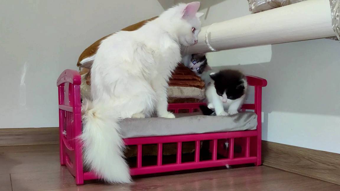 Мама-кошка, не уходи, посмотри, как играют котята. смотреть онлайн