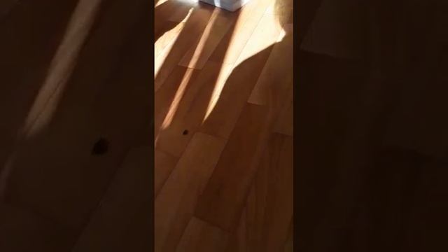 ура рыжик на канале! смотреть онлайн