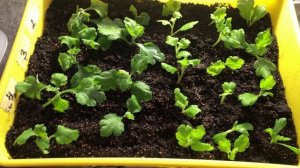 Укоренение черенков ХРИЗАНТЕМЫ МУЛЬТИФЛОРА.