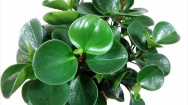 Peperomia Obtusifolia