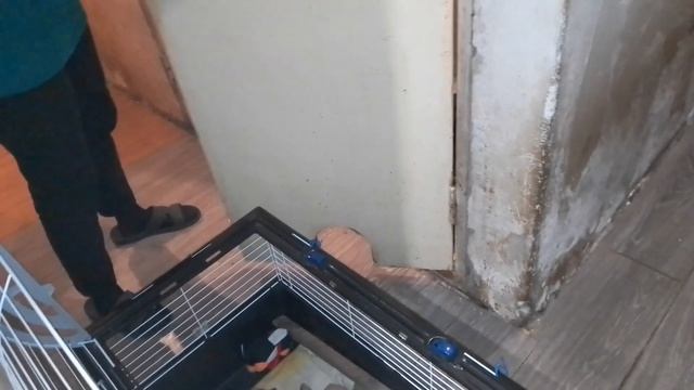 23.01.23. первые шаги по квартире... #енотСтепа2й смотреть онлайн