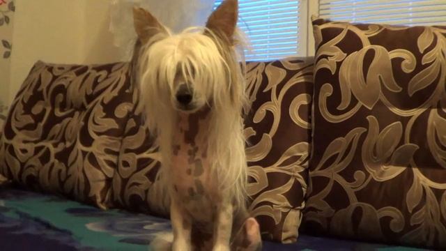 Белла Константа Эдельвейс смотреть онлайн