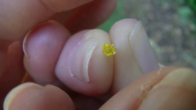 Venkel смотреть онлайн