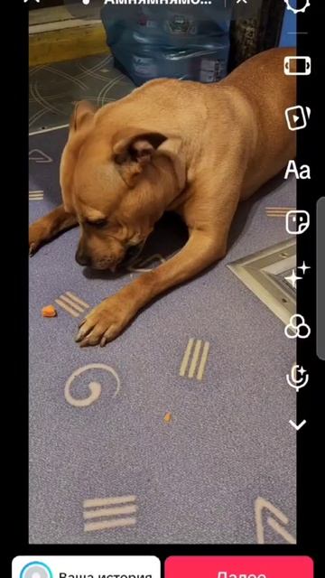 Боня и обед морковкой смотреть онлайн