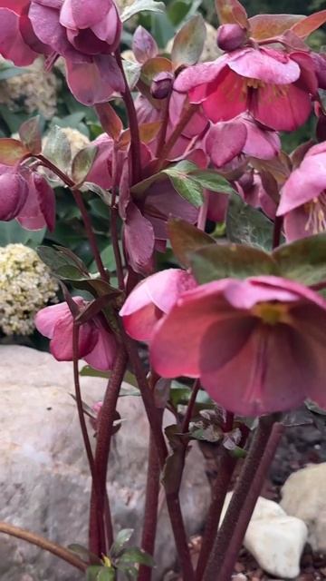 Морозники в моём саду в марте 🌺 Helleborus in meinem Garten 🌺 смотреть онлайн