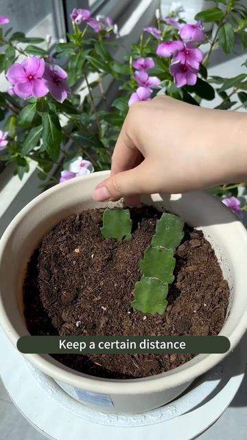 Holiday cactus easy cuttings to try together! #soilphu #gardening #plants #flowers #soiltest #plant смотреть онлайн