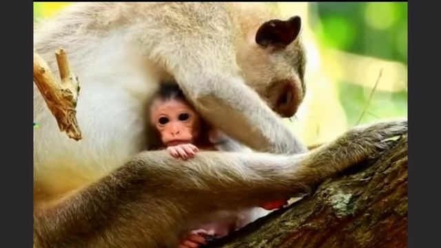 Новорожденный младенец - само очарование. 1000046785.mp4 смотреть онлайн