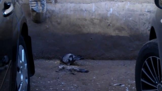 Crazy pigeon (Ненормальный голубь) смотреть онлайн
