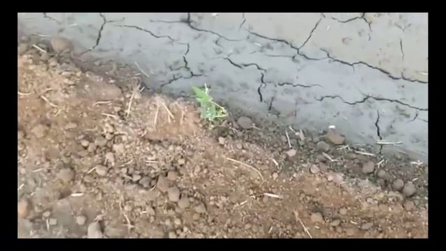 949- पपीता खेती नाली से पानी 100% सफल है papaya farming 9754138222 किसान पाठशाला BALRAM KISAN 4,5,2 смотреть онлайн