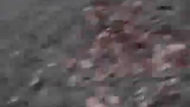 пара на дереве смотреть онлайн