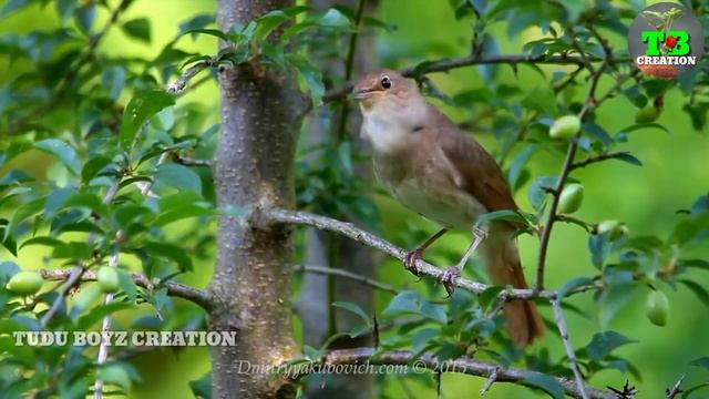 KUKU DUBUR MALA POTAM FULL VIDEO SONG_&_santali Ramantic song__Tudu Boyz Creation смотреть онлайн