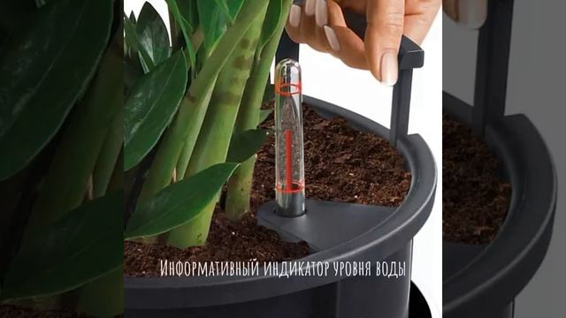 Кашпо для цветов 🌸 LECHUZA CARARO с автополивом💦 #shorts #lechuzamoscow #автополив смотреть онлайн