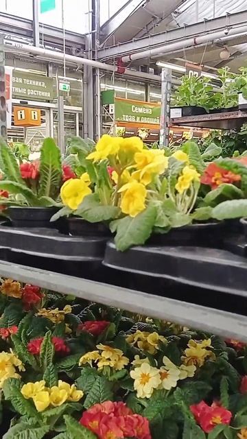 В поисках саженцев! В #оби привезли #рассада #растения #garden #сад смотреть онлайн