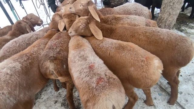 СОКУЛУК МАЛ БАЗАРЫ КОЙ БАЗАР 25/12/22 смотреть онлайн