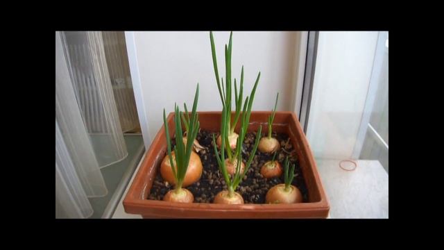 выращиваем лук на подоконнике смотреть онлайн