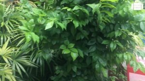 Обзор отеля Samui Buri Beach Resort 4* на Самуи (Таиланд) от менеджера Discount Travel