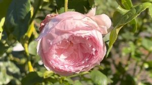 月季品种介绍7:  DA rose The Mill on the Floss