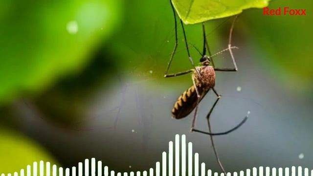 Mosquito Sound|animal Sounds|#animalsounds|birds Ringtone|animal Sounds Ringtones|ringtones|Red Fox