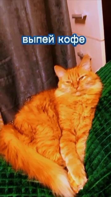 кофе решает все