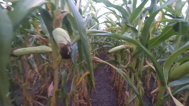 Кукурудза ДКС 4490, огляд - 14.08.2019 смотреть онлайн