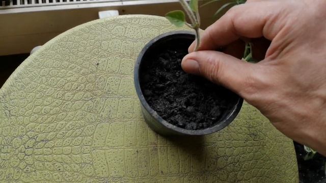 زراعة الزعترOregano смотреть онлайн