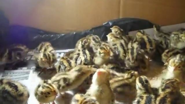 Quail 1 Day. Перепела 1 день. смотреть онлайн