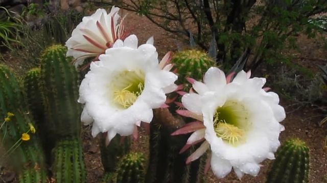 The Plant Traveller: Color of Plants 2 18 Species смотреть онлайн