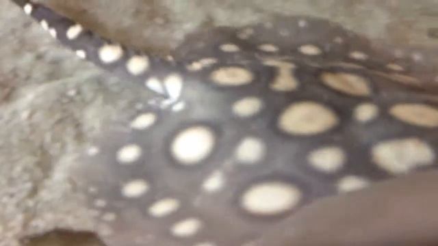 Potamotrygon Leopoldi смотреть онлайн
