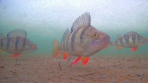 Голодные окуня не дают упасть мормышке на дно, рыбалка в ЯНАО