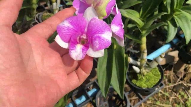 Орхидейная ферма Дендробиум фаленопсис !!первая часть смотреть онлайн