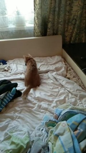 Котопес