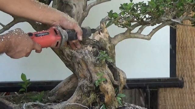 A Day in the Life of Bonsai Iligan: Improving a Curvy Premna смотреть онлайн