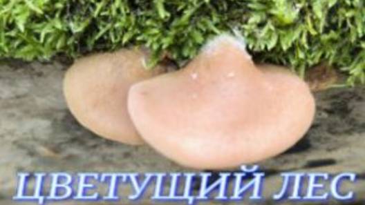 №1065/ ПОЕЗДКА в ЦВЕТУЦИЙ лес по ГРИБЫ смотреть онлайн