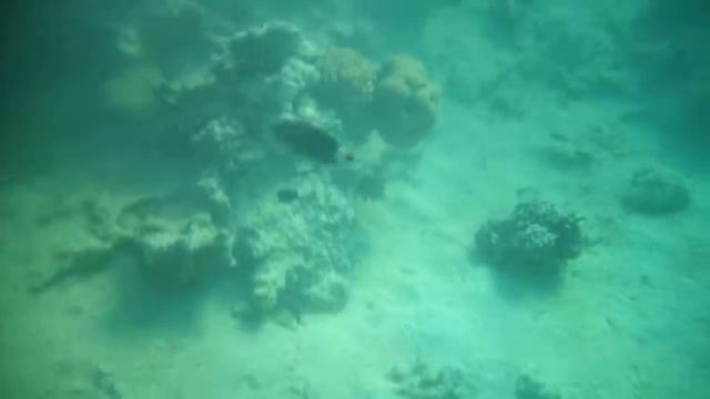 Makadi - Stella di mare 2018.10.10 смотреть онлайн