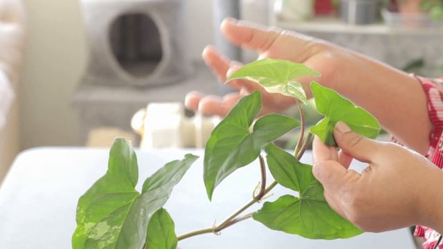 නැතිවුනු පාට ආයෙත් එනවද? | Syngonium Albo | reverted variegation | I Love Greens смотреть онлайн