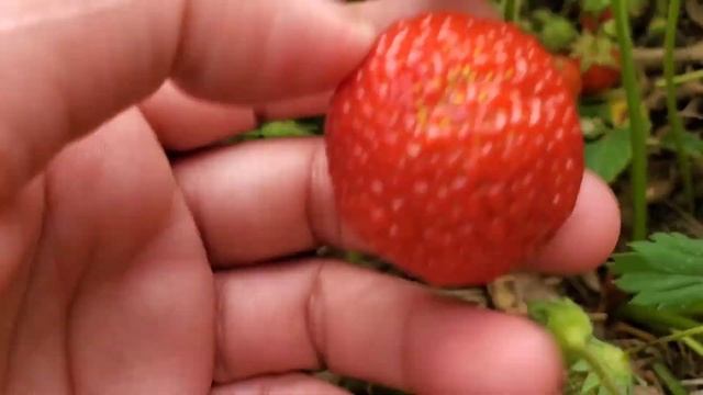 Picking Canada's Blueberries, Strawberries and Raspberries/ Life in Canada/ Bisaya Vlog смотреть онлайн