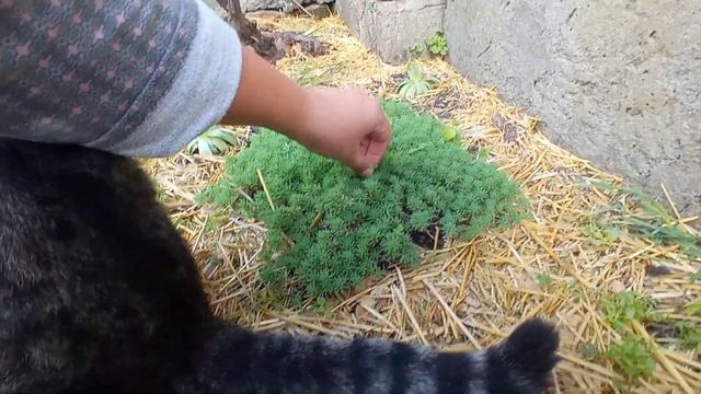 КАК Я ВЫРАЩИВАЮ ЗЕЛЕНЬ, ВСЕ СЕКРЕТЫ смотреть онлайн