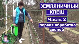 Клещ на клубнике  Часть 2 Не опоздайте с первой самой главной весенней обработкой