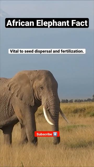 💩 African Elephant Fact #shorts #elephant смотреть онлайн