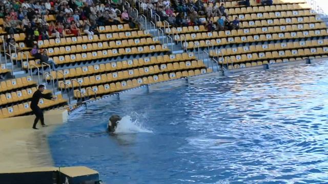 Великолепное шоу касаток. Гармония и взаимопонимание.