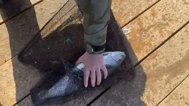 Поимка до запуска С.З смотреть онлайн