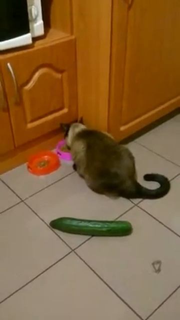 Кошки против Огурцов (Cats vs of Cucumbers) смотреть онлайн