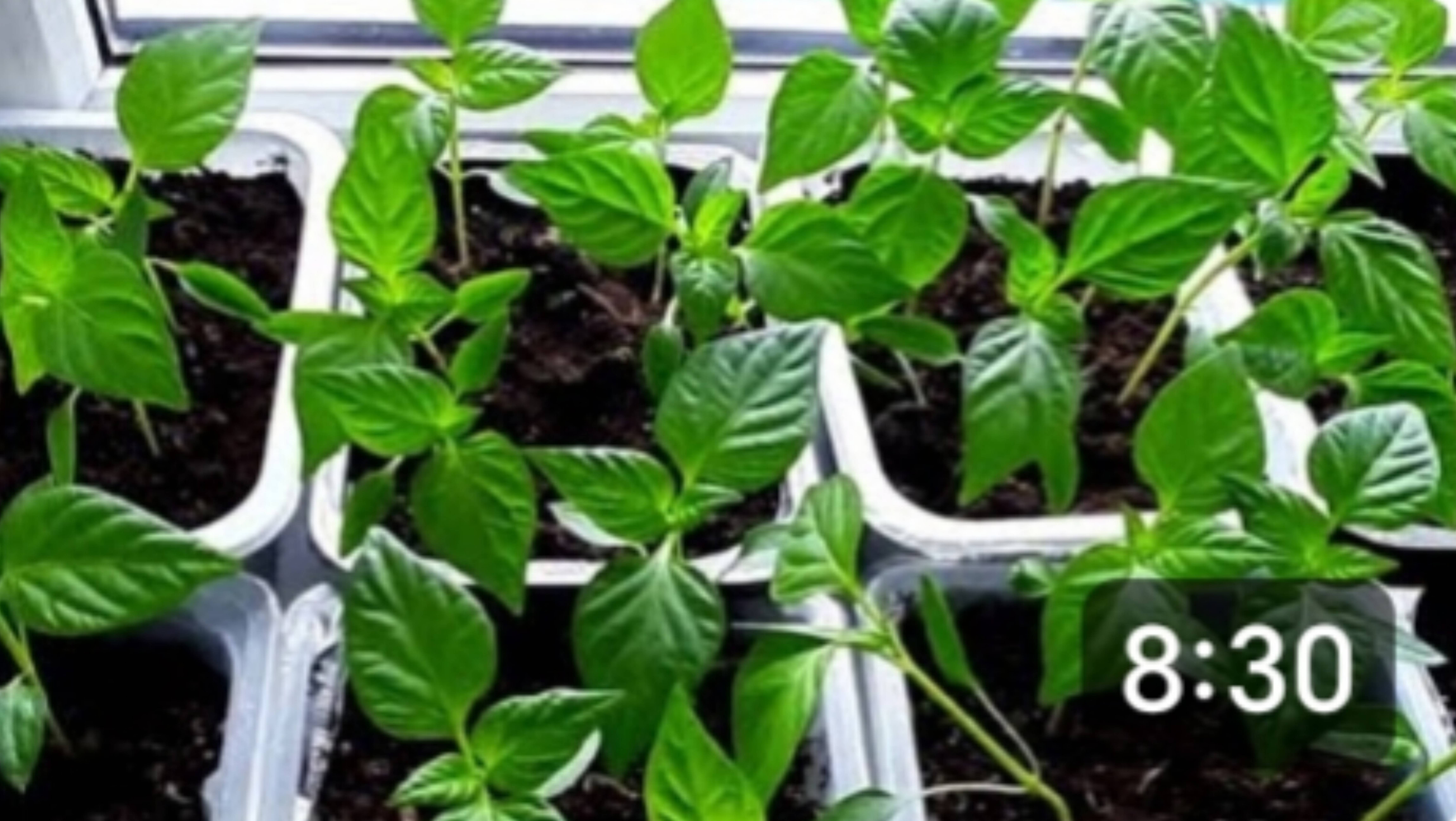 Лук севок из Светофора. Будем есть Черри. Моя рассада. Между городом и деревней. смотреть онлайн