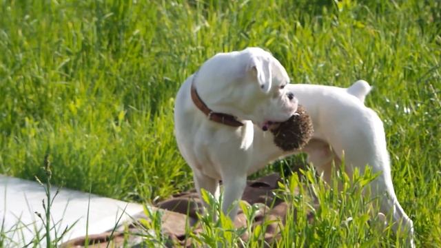 БЕДНЫЙ ЕЖИК смотреть онлайн