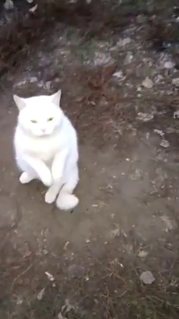 Кот радуется человеку смотреть онлайн