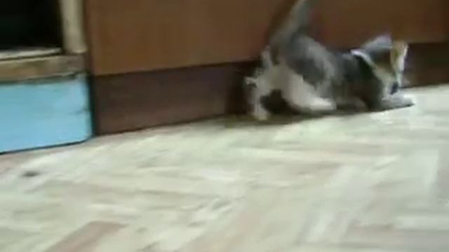 Кошки-мышки 2 смотреть онлайн