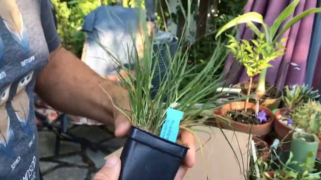 Ontario Native Plants.ca Unboxing Video! смотреть онлайн