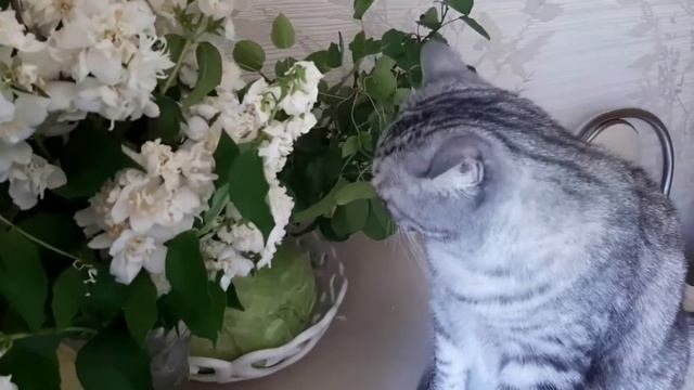 Это жара так действует или помутнение рассудка))) смотреть онлайн