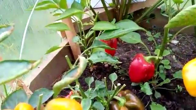 Ноннавасильевна пожинает плоды смотреть онлайн