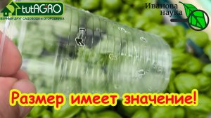 ПРЕВИКУР НЕ НУЖЕН! В этих стаканах рассада не вытягивается и не болеет. Просто возьмите гвоздь.